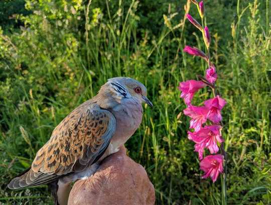 Why Turtle Doves Are Disappearing From The UK 