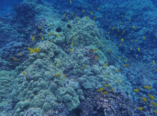 Ocean Warming Threatens Coral Reefs and Soon Could Make It Harder To Restore Them