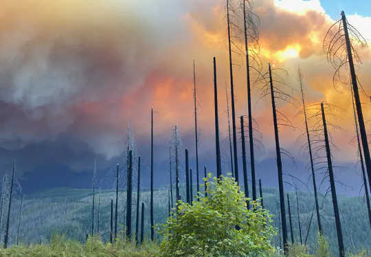 How Both Climate Change and Forest Management Have Fueled Today's Epic Western Wildfires