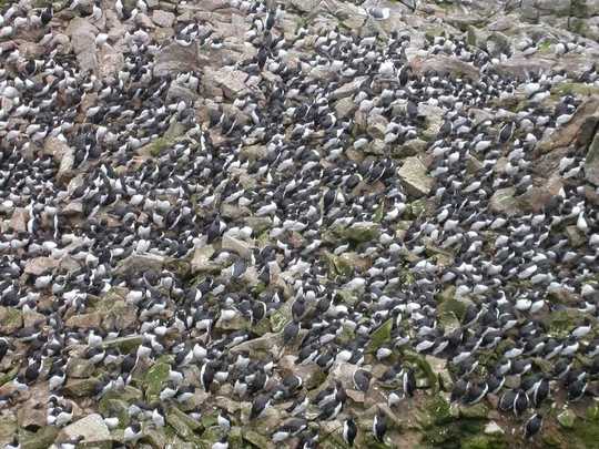 Worst Marine Heatwave On Record Killed One Million Seabirds In North Pacific Ocean
