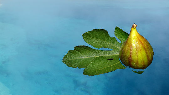 a fig on a fig leaf floating on water
