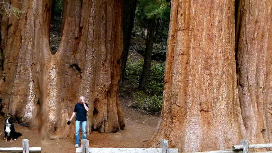 man and dog in front of giant sequoia trees in California