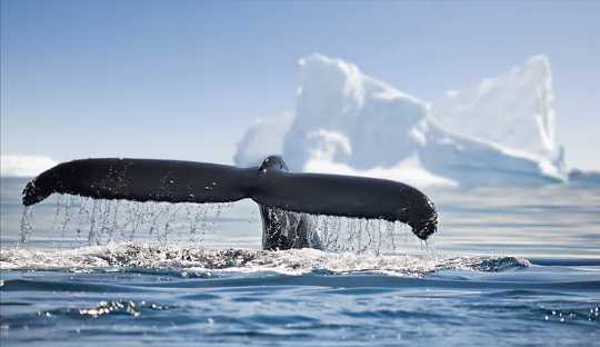 The Hopeful Return Of Polar Whales
