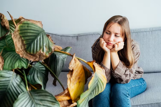 woman sitting on a couch staring at a very unhealthy looking house plant