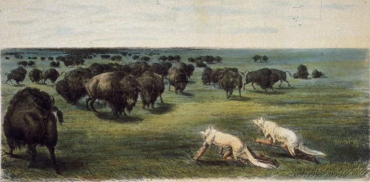 field of bison with 4-legged predators lurking by