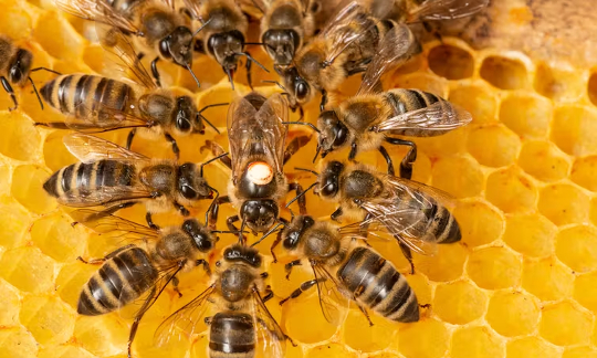 honey bees making decesions 6 27