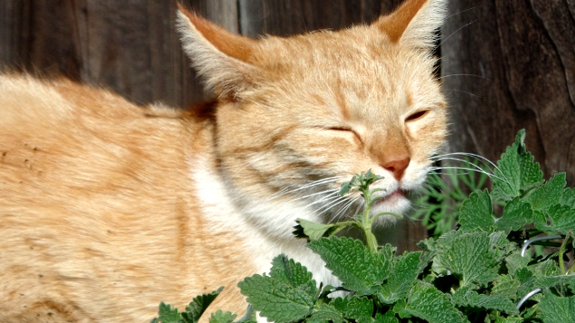 a cat laying in front of some catnip plants