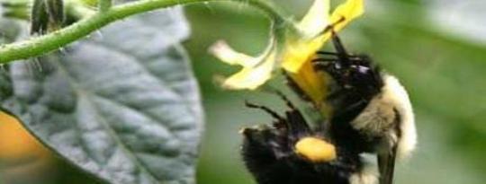 Bees Pollinating Vegetaples