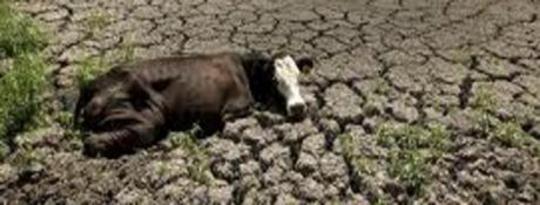 Texas Cows Suffer From Drought