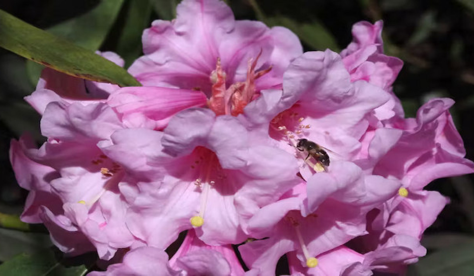 From Beauty to Beast: The Dual Nature of Rhododendrons