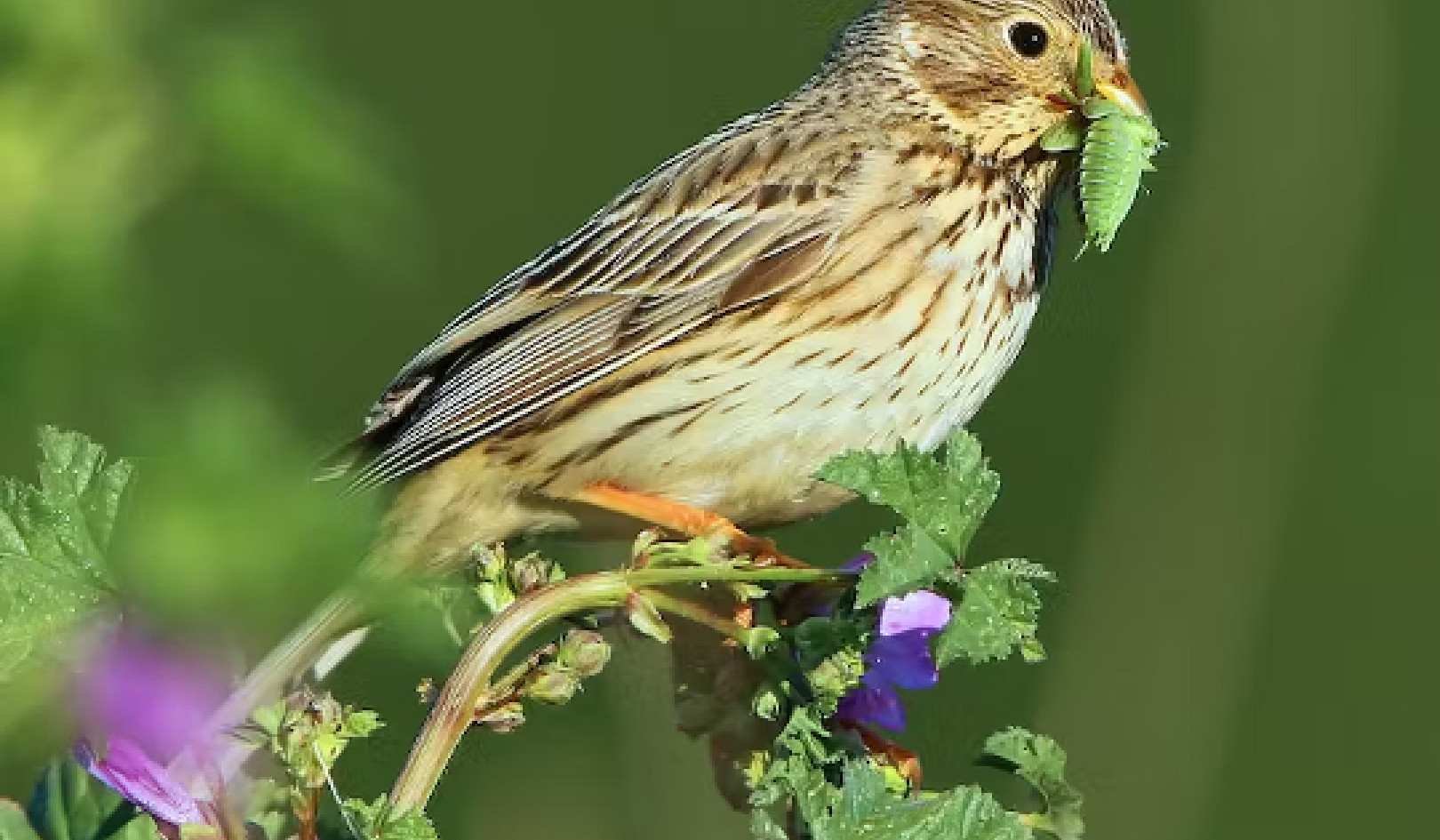 Silent Skies: The Alarming Decline of Europe's Bird Populations