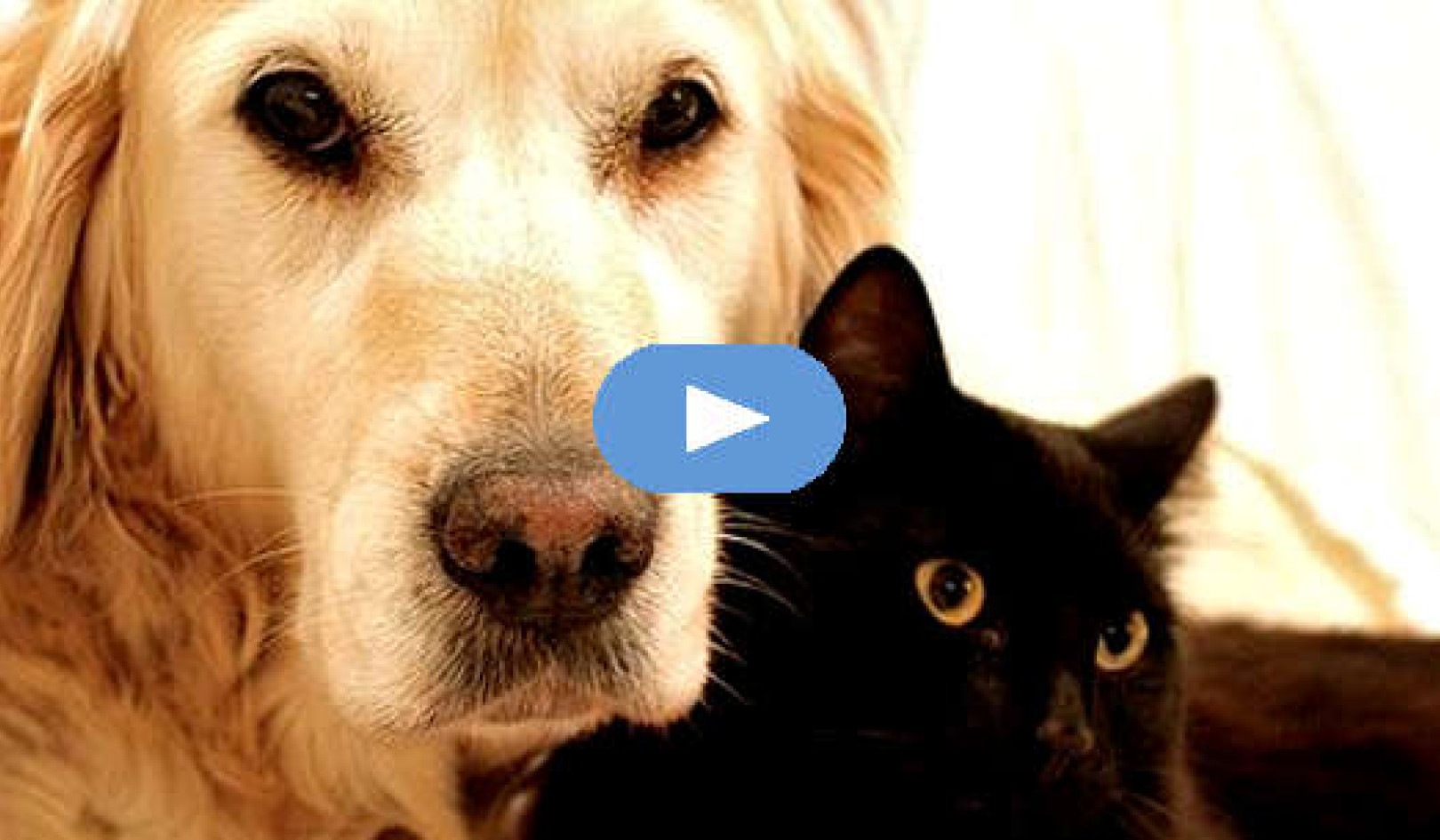 Gifts from Pets -- Through Life and Death (Video)