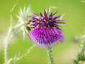 a thistle in bloom